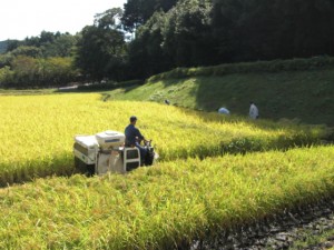 稲刈り２０１５